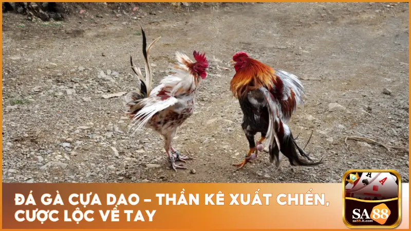 Đá Gà Cựa Dao – Thần Kê Xuất Chiến, Cược Lộc Về Tay