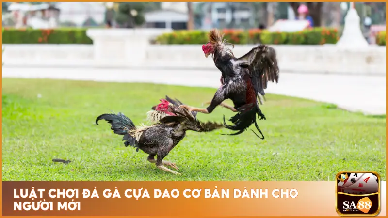 Luật chơi đá gà cựa dao tại sa88 lại rất dễ nắm bắt với bất kỳ ai lần đầu tiếp cận