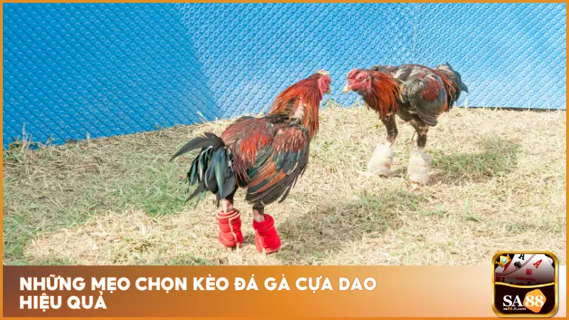 Đá gà cựa dao tại sa88 với những trận đấu có tỷ lệ cược hợp lý và dễ dự đoán