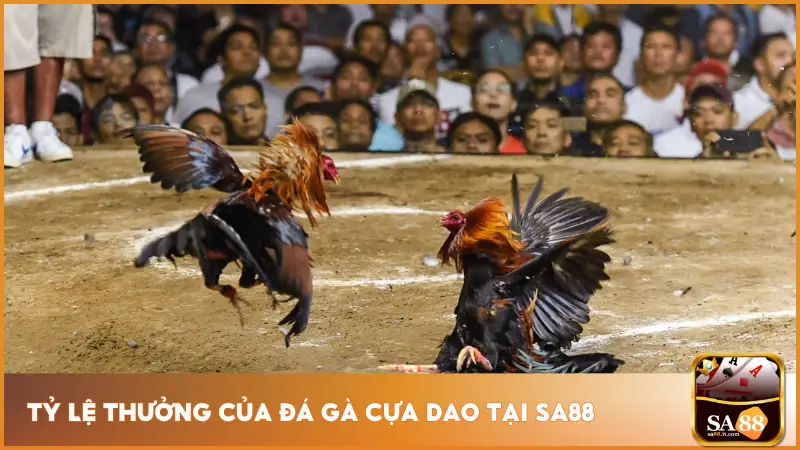 Hệ thống cá cược đá gà được thiết kế linh hoạt với nhiều lựa chọn tỷ lệ rõ ràng